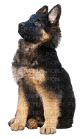 Kaz_Creations Dogs Dog Pup 🐶 - zadarmo png