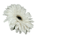 Цветок - Nemokamas animacinis gif