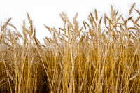 grain wheat field champ blé de grain