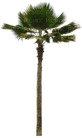 Palm tree.Palmier.Tropical.Victoriabea