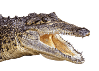 Kaz_Creations Crocodile Alligator - png grátis