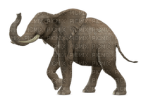éléphant - png grátis