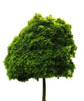 kastanja, puu, tree - бесплатно png