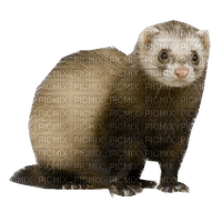 loutre - Free PNG