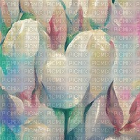 White Tulips Background - ingyenes png
