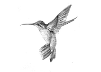 Hummingbird - бесплатно png