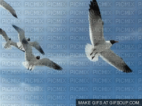 Gulls - Free animated GIF
