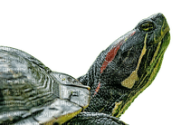 kilpikonna - PNG gratuit