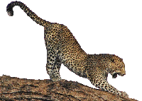 leopardo - GIF animasi gratis