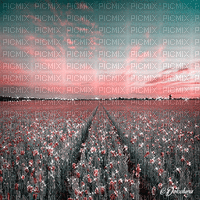 dolceluna poppy poppies field animated background - Besplatni animirani GIF