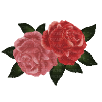 róża - 免费动画 GIF