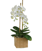 orchidées  web charmille - kostenlos png