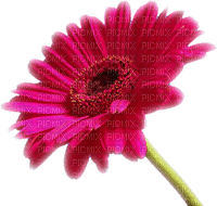 FLOWER - Free PNG