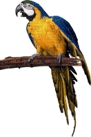 papuga - PNG gratuit