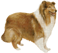 chien(colley) - png ฟรี