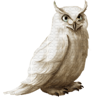 Kaz_Creations Owls Owl - безплатен png
