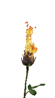 Fleur.Fire.Flower.feu.Burnt.gif.Victoriabea - Безплатен анимиран GIF