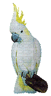 birds gif - Δωρεάν κινούμενο GIF