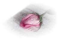 pink rose sunshine3 - PNG gratuit