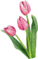 Tulpen, rosa, - PNG gratuit