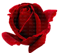 ruža - ücretsiz png