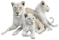 félin lion blanc - PNG gratuit