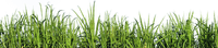 Kaz_Creations Deco Garden Grass - png grátis