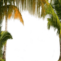 frame palm tree  cadre paume
