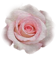trandafir - бесплатно png