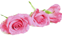 pink roses gif  roses pink