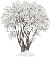 arbre hiver - bezmaksas png