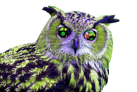 owl bp - Besplatni animirani GIF