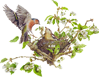 bird nest-Nitsa Papacon - Бесплатни анимирани ГИФ