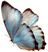 patymirabelle papillon - png gratis