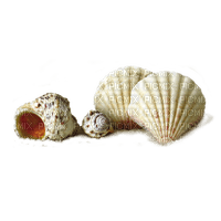 seashells Bb2 - безплатен png