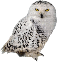 owl Nitsa P - 免费动画 GIF