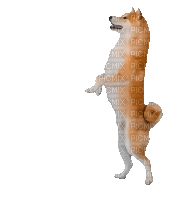 Dog  dance - Free animated GIF
