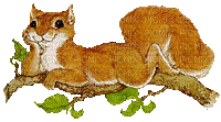 Eichhörnchen - GIF animasi gratis
