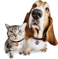 Kaz_Creations Cat Kitten Dog Pup - 免费PNG