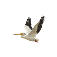 Pelican - png gratis