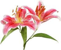 lilies by nataliplus - ingyenes png
