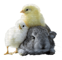 Kip/haan en konijn - darmowe png