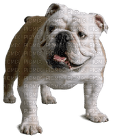 Bulldog - besplatni png