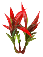 Fleurs.Flowers.Red.Tropical.Victoriabea - PNG gratuit