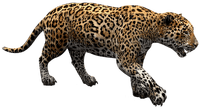 jaguar - 無料png
