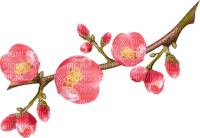 flowers blossom - png grátis