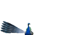 pavo real - GIF animado grátis