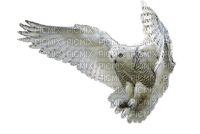 Kaz_Creations Animals Animal Bird Birds Owl - ücretsiz png