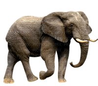 Kaz_Creations Elephants Elephant - Free PNG