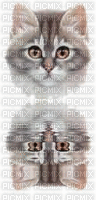 reflet d'une tête chaton - GIF animé gratuit